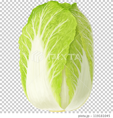 手繪大白菜插畫 手繪大白菜插畫 119181045