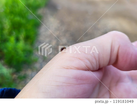 On a clear summer day, a fat mosquito drank blood from a woman's hand. 119181049