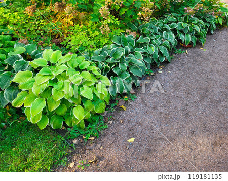The green bright leaves of the host flower on the flowerbed of the city park on an autumn day. 119181135