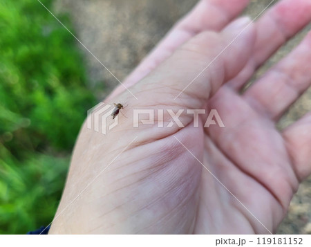 On a clear summer day, a fat mosquito drank blood from a woman's hand On a clear summer day, a fat mosquito drank blood from a woman's hand 119181152