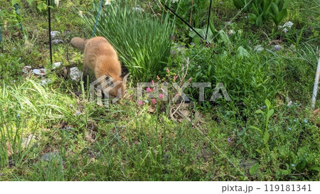 民家の庭に現れた野生のキタキツネ 119181341