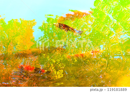 南伊奈ヶ湖を泳ぐ錦鯉と湖面に映った紅葉 119181889