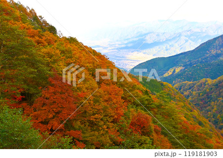 丸山林道から眺めた山肌の紅葉 丸山林道から眺めた山肌の紅葉 119181903