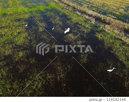Flooded rice fields in the rain season of asia agriculture Flooded rice fields in the rain season of asia agriculture 119182149