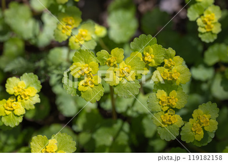 Yellow flowers and green leaves of Chrysosplenium alternifolium 119182158