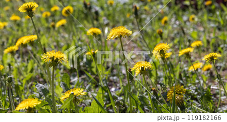 Yellow dandelions in bloom are on a green meadow 119182166
