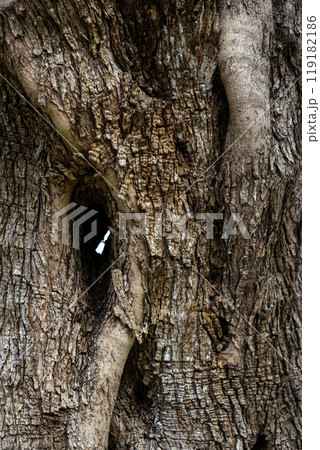 Detail of an olive tree trunk, Corfu, Greece 119182186