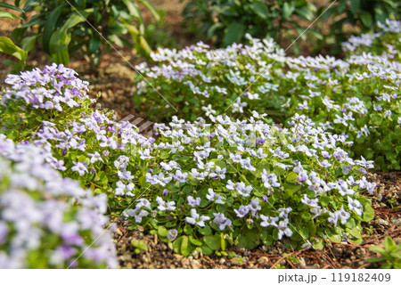 広がる小さな花々の群れ 広がる小さな花々の群れ 119182409