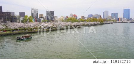 大川沿い　桜並木 119182716