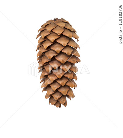 Pine cone. Christmas decoration. 119182736