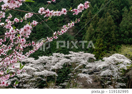 ソメイヨシノの並木をバックに枝を伸ばすアーモンドのピンクの花 119182995