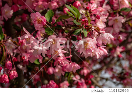 ピンクの花を一面に咲かせたハナカイドウ ピンクの花を一面に咲かせたハナカイドウ 119182996
