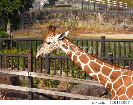 アミメキリンの横顔 119183007