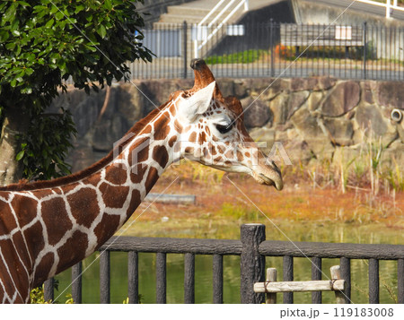 アミメキリンの横顔 119183008