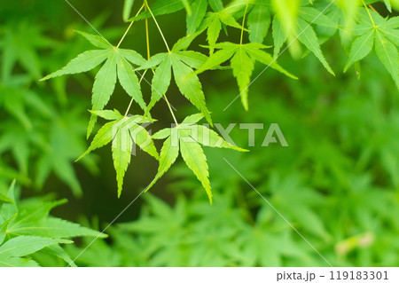 新緑素材《青もみじ》 新緑素材《青もみじ》 119183301