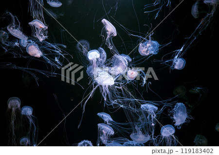 Group of Atlantic sea nettle jellyfish floating in illuminated aquarium with neon light 119183402