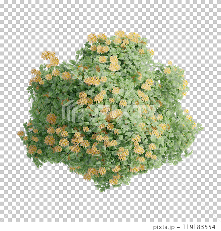 tree top view plant landscape architecture nature garden aerial render. trees branch isolate collection illustration environment green botany urban bush park. tree architecture conifer decorative. 119183554