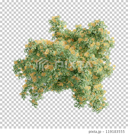tree top view plant landscape architecture nature garden aerial render. trees branch isolate collection illustration environment green botany urban bush park. tree architecture conifer decorative. 119183555