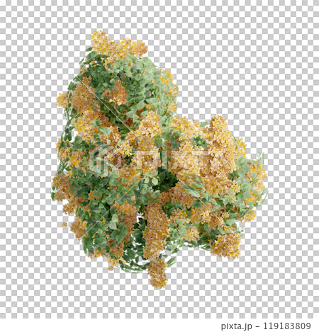 tree top view plant landscape architecture nature garden aerial render. trees branch isolate collection illustration environment green botany urban bush park. tree architecture conifer decorative. tree top view plant landscape architecture nature garden aerial render. trees branch isolate collection illustration environment green botany urban bush park. tree architecture conifer decorative. 119183809