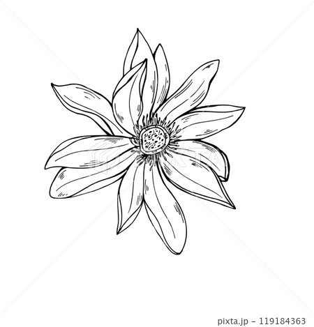 Single tropical blooming multi petaled lotus flower vector hand painted illustration. Asian Water Lily head realistic monochrome graphic sketch. Top view of aquatic plant. For tattoo, coloring book. 119184363