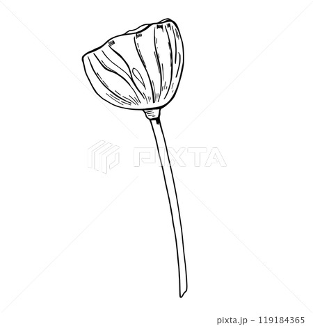 Lotus or Water Lily seed head pod tropical aquatic plant vector hand painted illustration. Black and white drawing of Asian exotic flower. Side view. For cosmetic, ayurveda products . Side view Lotus or Water Lily seed head pod tropical aquatic plant vector hand painted illustration. Black and white drawing of Asian exotic flower. Side view. For cosmetic, ayurveda products . Side view 119184365