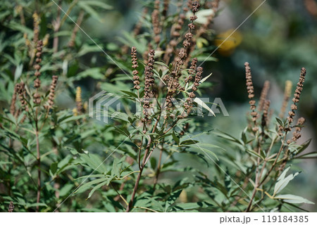 Chaste tree is innocent bush with unripe fruits in the garden 119184385