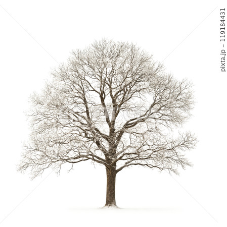 A majestic leafless tree stands alone against a minimalist white background in winter A majestic leafless tree stands alone against a minimalist white background in winter 119184431