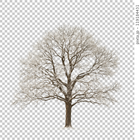 A majestic leafless tree stands alone against a minimalist white background in winter A majestic leafless tree stands alone against a minimalist white background in winter 119184431