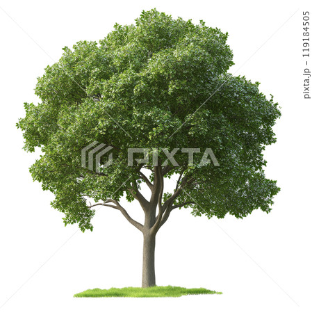 A tall, leafy tree stands alone against a white backdrop in a serene outdoor setting 119184505