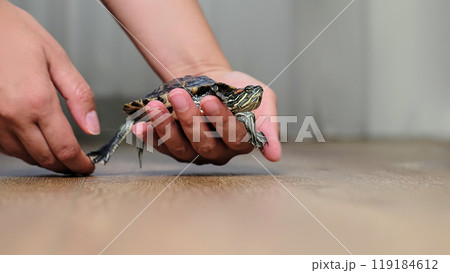 A turtle sits calmly in a person's hand, captured indoors on a wooden floor. The photo represents themes of calmness, tranquility, and the appreciation of exotic pets in a home environment. 119184612