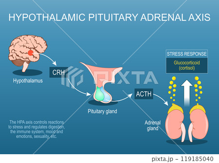 Hypothalamic pituitary adrenal axis. HPA axis. Stress response. Fight or flight. 119185040