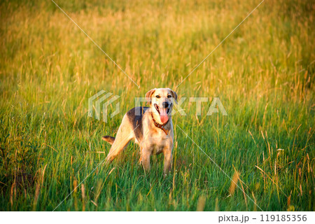 A lovely brown and white dog is standing in a lush grassy field 119185356