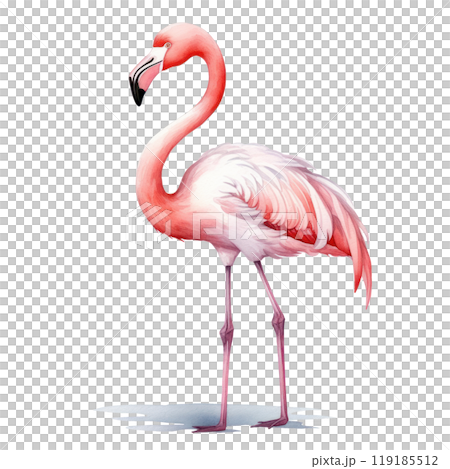 Watercolor illustration of a solitary pink flamingo on a white backdrop. Watercolor illustration of a solitary pink flamingo on a white backdrop. 119185512