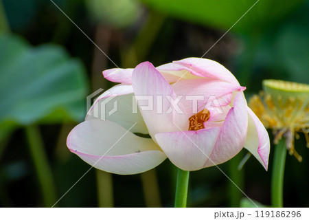 An unopened pink lotus bud An unopened pink lotus bud 119186296