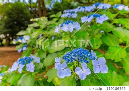 東京 渋谷区 代々木公園のあじさい 東京 渋谷区 代々木公園のあじさい 119186363