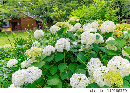 東京 渋谷区 代々木公園のあじさい 東京 渋谷区 代々木公園のあじさい 119186370