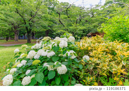 東京　渋谷区　代々木公園のあじさい 119186371
