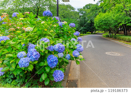 東京　渋谷区　代々木公園のあじさい 119186373