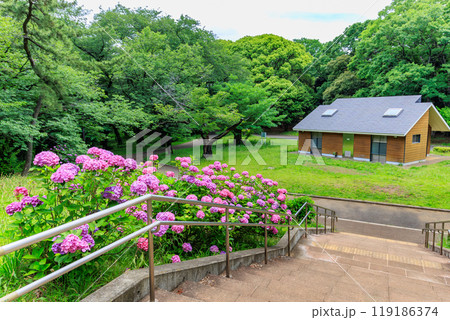 東京　渋谷区　代々木公園のあじさい 119186374