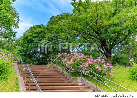 東京　渋谷区　代々木公園のあじさい 119186376