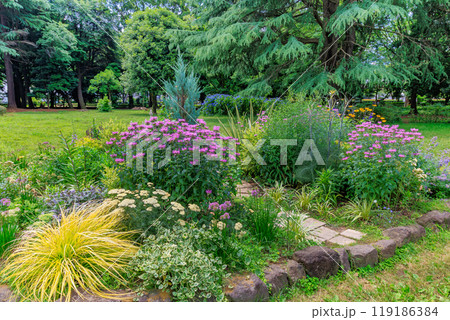 東京　渋谷区　代々木公園のあじさい 119186384