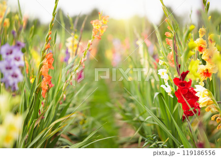 Field of fresh gladiolus flowers 119186556