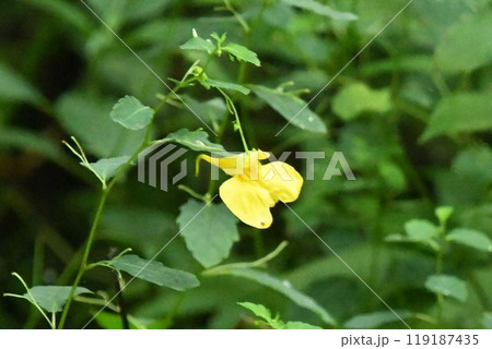 大阪府箕面で見たぶら下がって咲いている筒状の距を持った黄色の花が綺麗なキツリフネ 119187435