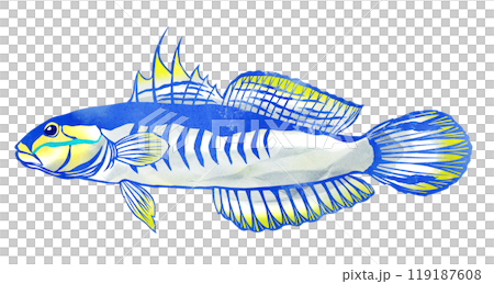 美麗的熱帶魚赤八蝦虎魚的剪圖 美麗的熱帶魚赤八蝦虎魚的剪圖 119187608