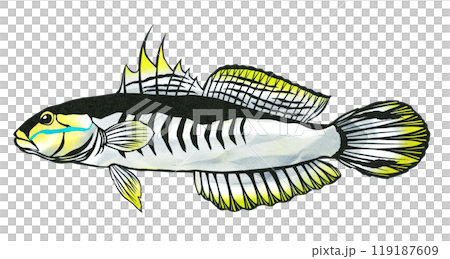 可愛的熱帶魚赤八蝦虎魚的剪圖 可愛的熱帶魚赤八蝦虎魚的剪圖 119187609