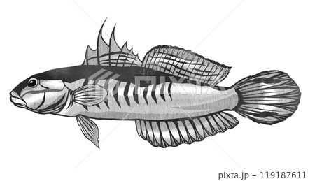 熱帯魚アカハチハゼの白黒イラスト 119187611