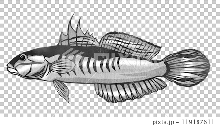 熱帯魚アカハチハゼの白黒イラスト 119187611