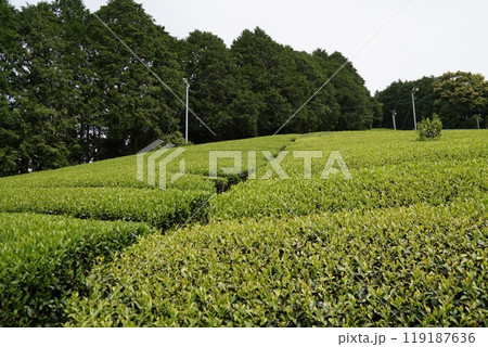 川添茶畑 119187636