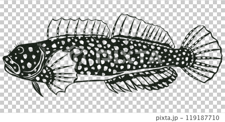 網紋躄魚的簡單黑白插圖 119187710