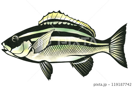 どんな調理でも美味しい魚イサキの切り絵イラスト どんな調理でも美味しい魚イサキの切り絵イラスト 119187742